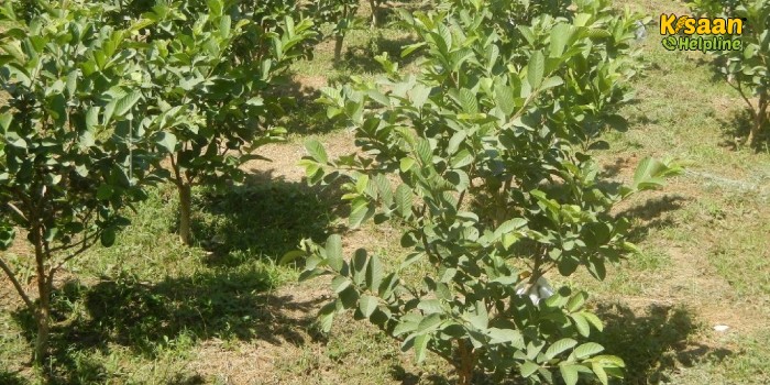 जानिए वैज्ञानिक विधि से नया बगीचा लगाने के तरीके के बारे में जानिए वैज्ञानिक विधि से नया बगीचा लगाने के तरीके के बारे में